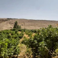 فروش باغ انجیر سیاه