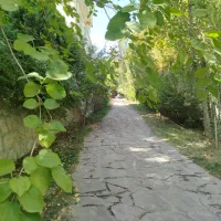 زمین باغ|فروش خانه و ویلا|تلو, |دیوار