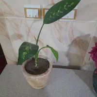 دو عدد گل طبیعی زیبا