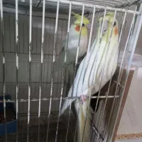 عروس هلندی|پرنده|تاکستان, |دیوار