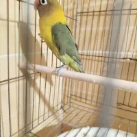 کوتوله|پرنده|زاهدان, |دیوار