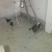 جوجه بوقلمون ۶ماهه