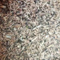 گندم|لوازم جانبی حیوانات|مسجد سلیمان, |دیوار