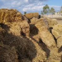 کاه|لوازم جانبی حیوانات|گنبد کاووس, |دیوار