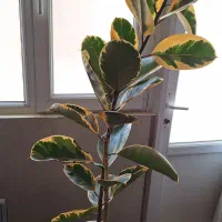 ۴ عدد گل طبیعی