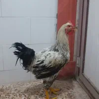 خروس|حیوانات مزرعه|اهواز, دغاغله|دیوار