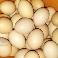 تخم مرغ محلی