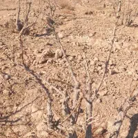 اصلاح درخت زرشک|خدمات باغبانی و درختکاری|قائن, |دیوار