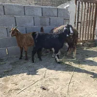 چهار راس بره