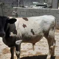 گوساله