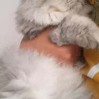 اسکاتیش سیلور|گربه|تبریز, |دیوار