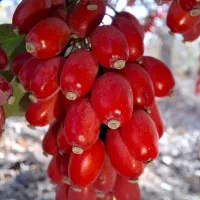 زرشک درجه 1 قائنات