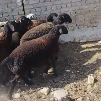 شیشک