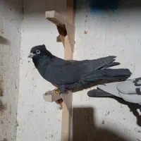 کفتر کلاغ بهبهانی پامیلی|پرنده|داراب, |دیوار