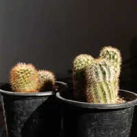 گیاه کاکتوس|گل و گیاه طبیعی|بندرعباس, |دیوار