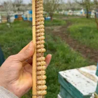 (ژل رویال درجه یک اصل) از تولید به مصرف|خوردنی و آشامیدنی|قم, چهار مردان|دیوار