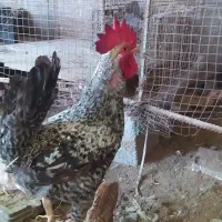 خروس|پرنده|دیلم, |دیوار