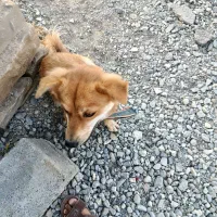 سگ با هوش