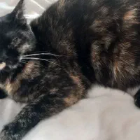 گربه میکس اسکاتیش و بریتیش