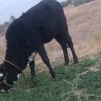 گوساله ماده