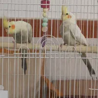 عروس هلندی لوتینو