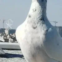 کفتر عطیقه کله اسبی و سینه زرد و کله الماسی