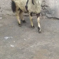 بره قوچ پلنگی|حیوانات مزرعه|بروجرد, |دیوار