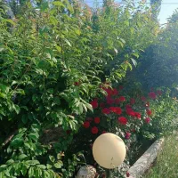 خانواده جهت کاردرباغ ودامداری جای خواب سرویس حمام