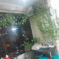 بعلت تغییر تحول این گلها بفروش  میرسدقیمت ۲میلیون