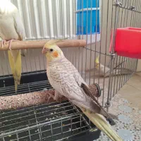 عروس هلندی ۳ ماهه نر