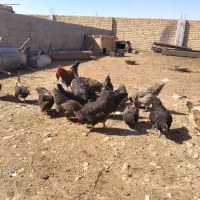 فروش ۱۰ عدد مرغ تخمگذار. سروستان