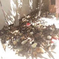 جوجه محلی ده روزه