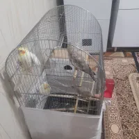 دو عدد عروس دو ماهه به فروش می‌رسد|پرنده|میاندوآب, |دیوار