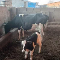 فروش گاو|حیوانات مزرعه|بیله سوار, |دیوار