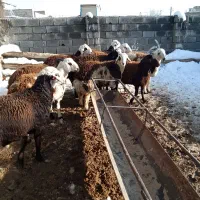 هفت راس بره قوچی بفروش میرسد|حیوانات مزرعه|نصر آباد, |دیوار