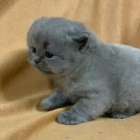 بچه گربه های اصیل ، نژاد خاصی از پرشین|گربه|لاهیجان, شیخ زاهد|دیوار