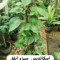 فروش انواع گل های آپارتمانی|گل و گیاه طبیعی|رامیان, |دیوار
