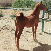 نریون سر و دمگیر کره سهیل حیدر|اسب و تجهیزات اسب‌سواری|خوانسار, |دیوار