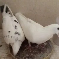 کبوتر . دو عدد