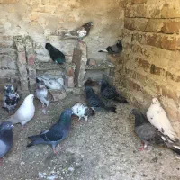 ۲۰عدد کفتر