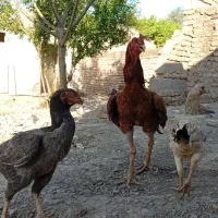 تخم‌مرغ لاری نطفه دارتضمینی قیمت ۷۰کفترخارجی ایران