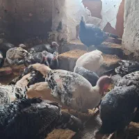 تخم نطفه دار بوقلمون برنزه