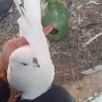 فروش کبوتر در نمین