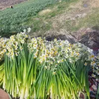 گل نرگس کازرون خرده و عمده  ارسال به سراسر کشور
