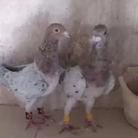 کبوتر سار سرور|پرنده|چناران, |دیوار