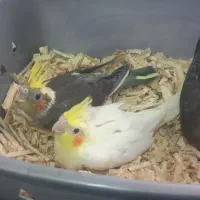 جوجه عروس هلندی سرلاکی