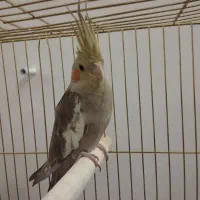 عروس هلندی|پرنده|زنجان, |دیوار