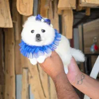 توله پامرانین