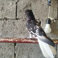کبوتر دم سفید