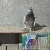 کبوتر|پرنده|نیشابور, شهید بهشتی|دیوار